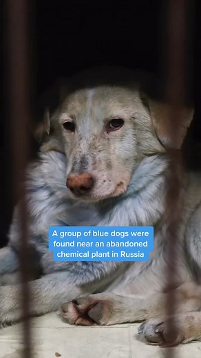 Blue Dogs Found Near Abandoned Chemical Plant in Russia
