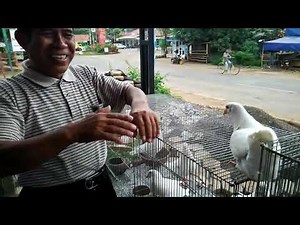 Teknik ternak merpati pedaging