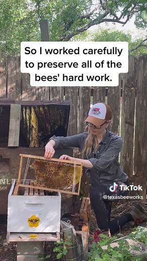 Big beehive in a box! #bees #beekeeper #insects #beeremoval #savingthebees