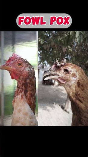 Fowl Pox in Chickens | Symptoms, Prevention & Treatment Tips