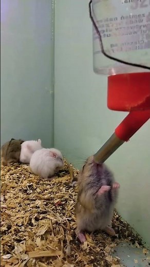 Hamster | Chinese Hamster