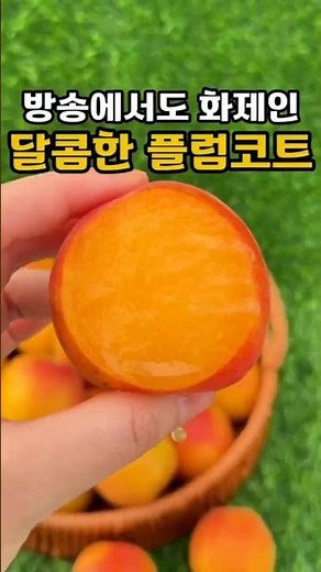 방송에서도 화제인, 플럼코트