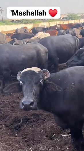 4.1K views · 151 reactions | #dariyfaramam #farming #cow #foryou100k #shortsreels #videoviralシ #facebookreel | Awais k2 faram | Facebook