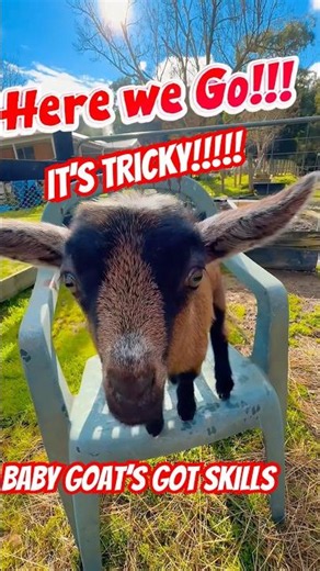 Baby Goats Got Skills! #animalshorts #funny #babygoats #babyanimals