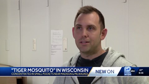 Tiger mosquitoes emerging in Wisconsin