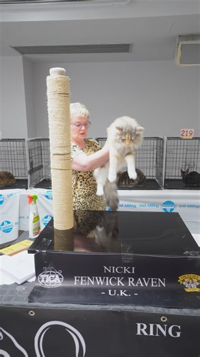 7.7K views · 102 reactions | Take a look at this Norwegian girl, a stunning feline, and an awesome presentation by judge Nicki. The Norwegian cat belongs to the trio of forest cats. Can you name the other two breeds that are also forest cats? Drop your answers in the comments. 珞 #ticacats | TICA - The International Cat Association, Inc. | Facebook