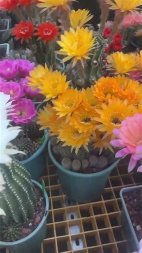 Hundreds of Cacti Blooming at Once! 🌸🌵 Unbelievable Colors!
