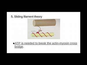 5.1.5. Plant and Animals l)PART 2) The sliding filament model of muscular contraction
