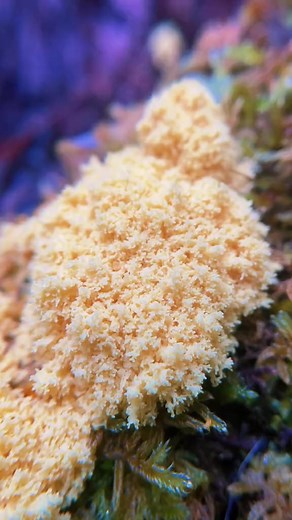 This is a roughly 60m timelapse of slime mold plasmodium pulsing as it grows. Slime molds are Protista (not fungi) but live in similar habitats and also reproduce by forming spores. This mass of plasmodium is one giant multinucleated cell, sending building blocks back and forth (cytoplasmic streaming) as it matures into spore bearing sporangia. .#slimemold #slimemolds #myxomycetes #myxomycota #timelapse #timelapsevideo #timelapsenature #slimetok #trippy #trippycontent | Fascinated By Fungi