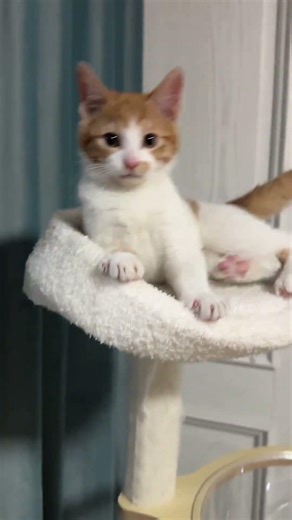 Beyond the Rainbow Bridge #cat #catlove #cute #kitten