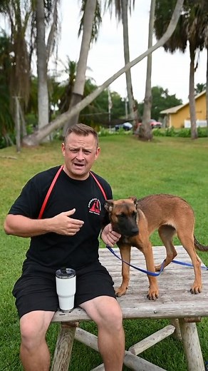 Morning coffee with Moe. #morningcoffee #coffee #dogtrainer #DogTraining #belgianmalinois #southflorida #southflorid (2) | Pet Dogs