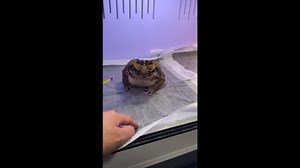 Cane toad tries to eat blueberries in Zhejiang, China
