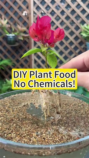 DIY plant food #plant #garden #gardening101 #indoorplants #diy