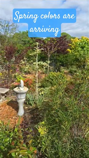 Spring Colors are Arriving! #gardening #gardeningtips