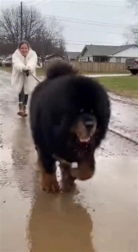 Muddy Walk with a Playful Pup! This dog takes its owner on a wild, muddy ride. See the fun unfold! #fblifestyle #AI Generated using Kling AI . . . (For entertainment purposes only. Consult professionals if guidance on activities is presented. No brand affiliation is implied if any are shown. If inspired by true events, creative adaptations may be included. Content may include public footage.) | Fabiosa Daily