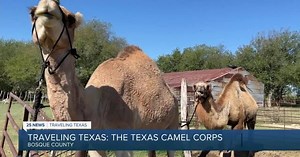 Traveling Texas: Valley Mills Camel Corps