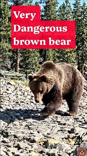 Meet the Brown Bear 🐻 || Amazing Facts 🐻 || #shorts #bear #shortsfeed #shiwanijamwal