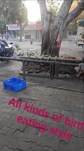 BIRDS UNITY # birds eating style all kinds of birds eating food.