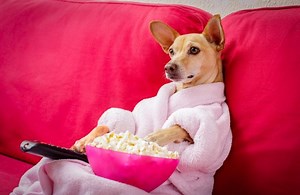 A legjobb kutyás filmek | Teljes filmek magyarul