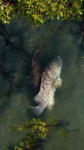 A quiet place to court. Every habitat within, and adjacent to, the Great Barrier Reef Marine Park plays a vital role in maintaining the health and function of this incredible ecosystem, and its inhabitants. Here, in a secluded corner of a mangrove forest, two massive Queensland groupers were captured engaging in a rarely seen courtship dance. Such encounters are a powerful reminder of how interconnected every ecosystem is - each contributing to the function and future of this World Heritage Area