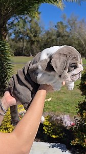 6.8K views · 28K reactions | Bulldragon daughter ❤️   #English #engishbulldog #top #puppies #gordosbulldogz #bulldogsofinstagram #bully | gordosbulldogz | Facebook