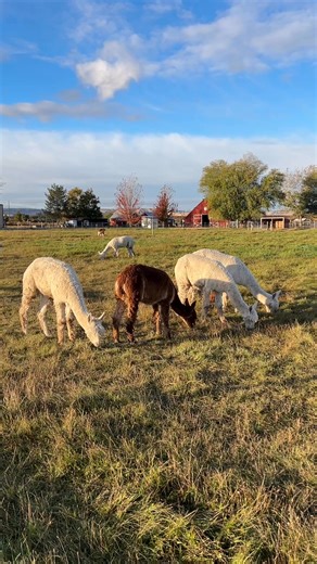91 reactions · 4 comments | Growing hats… | Old Homestead Alpacas | Facebook