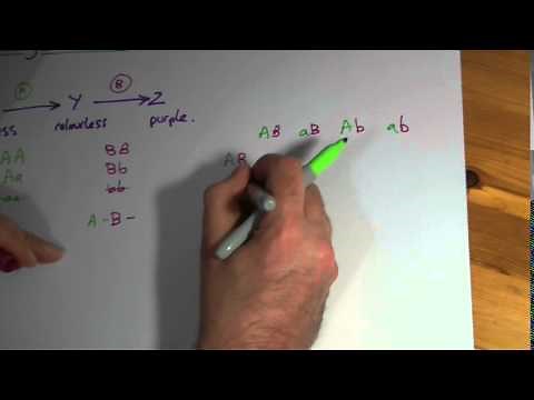 A2 Epistasis 3: complementary gene action