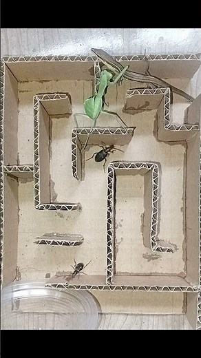 Bombardier Beetle vs Long-tailed Lizard vs Mantis! #mazerace