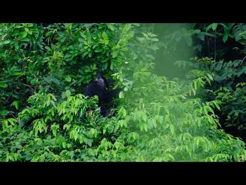 Delacour's langur_Cuc Phuong National Park