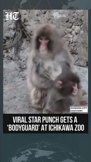 Adult Macaque Steps In to Protect Viral Star Punch At Ichikawa Zoo | #shorts