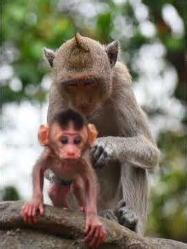 Wow! Cutest Baby Carefully From Mom