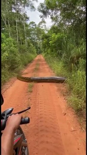 Anaconda almost catches capybara 😱 #amazon #fishing #capybara #pantanal #anaconda #wildlife #farm