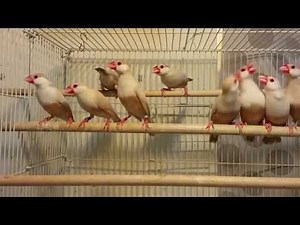 cream java sparrow