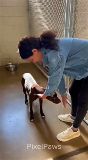 She Reached Out… And His Whole Body Lit Up 🐾💔 #RescueDog #ShelterStory #EmotionalMoment