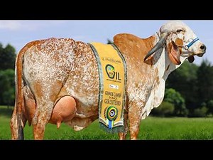 These are the 4 dairy cow breeds that are dominating the world and making farmers millionaires.