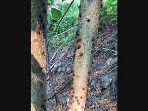 Large Infestation Of 'Invasive Pest' Reported In Southport