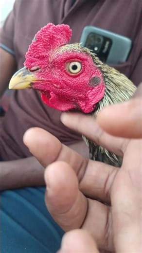 ,,,,,, #rooster #aseelmurga #youtubeshorts #trending #viralshorts