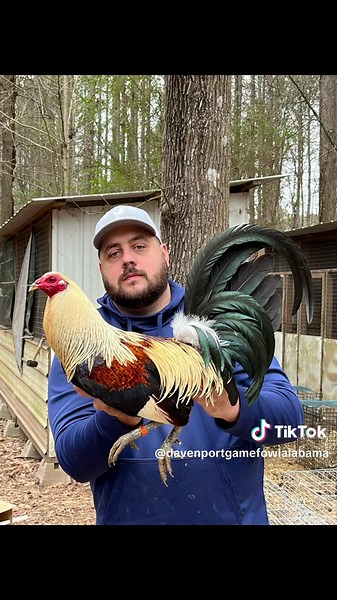Grey Day Everyday 24/7 365#gamefowlbreeder #gamefowlmexico #gallodecombate #gallosworld #gamefowllife #gamefowlbreedersofamerica #fowl #gamefowlbreeders #gamefarm