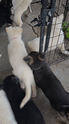 Our 8-week-old pack is already showing their smarts—learning recall and crate commands with focus and confidence. Stick around till the end to see just how quick these little learners are! #hurstgsds #gsds #gsd #germanshepherd #germanshepherdpuppy #workinglinegsd #gsdpuppytraining #obediencetraining #smartdogs #packtraining #germanshepherdsofinstagram #dogtrainingjourney #puppytrainingtips #loyaldogs #intelligentbreeds #workingdoglif | Hurst GSDs | Facebook