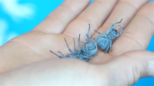 Massive exotic insect delivery - the moment we opened the crates