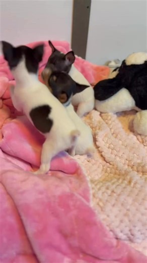 The Fabulous Five — Tiny but Mighty! 🐾 Meet the Fabulous Five — Elvira’s tiny treasures! 🐾 These little girls may not even weigh a pound yet, but they already have big personalities. From playful growls to adorable face-offs, every moment shows just how full of spark these Toy Fox Terrier pups are. 💖Stick around till the end for their close-up — five little stars in the making! TinyButMightyPups #PuppyPlaytimeJoy #SharpfoxToyFoxTerriers #SharpfoxTFT | Sharpfox toy fox terriers