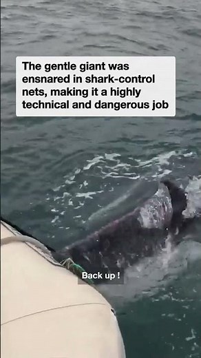 Whale freed after epic 4‑hour rescue from shark nets