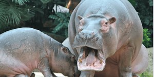 Rare video shows what hippos really sound like and people are delightfully shocked
