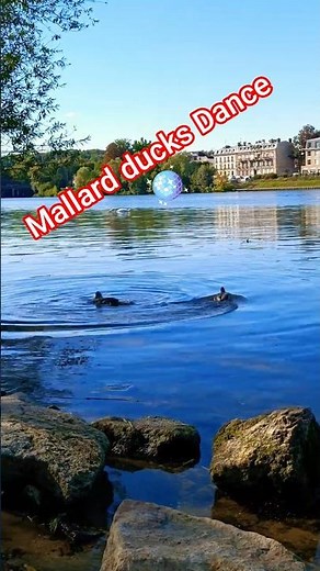 Mallard Ducks Mating Ritual: Nature Up Close! 💚