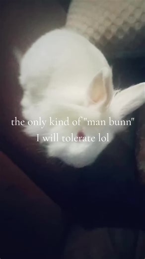 Meet My Adorable Male Albino Dwarf Lionhead Rabbit