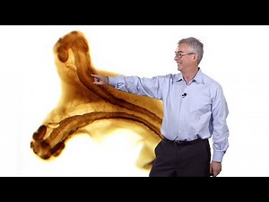 Richard Harland (UC Berkeley) 3: Early Frog Development: How to Make a Tadpole or a Twin