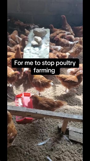 Essential Tips for Successful Poultry Farming