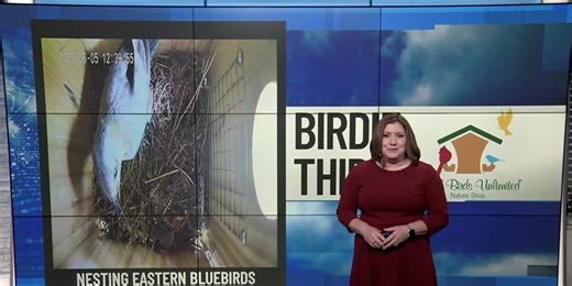 BIRDIE THIRTY: "Eastern Bluebirds are nesting again for brood #2" - EWN at 6:30am on 6-7-2025