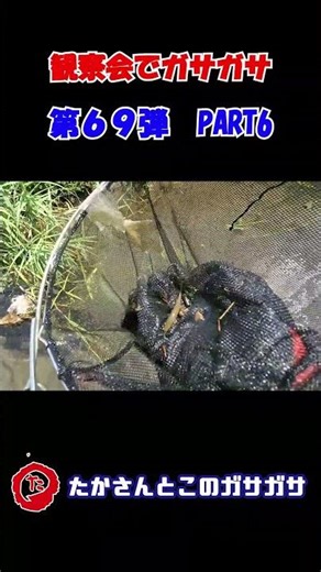 第69弾紹介用⑥です♪観察会でワイワイガサガサ♬ #ガサガサ #たかガサ