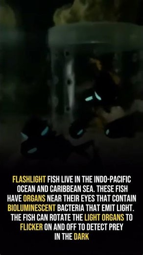 Flashlight fish (Anomalops katoptron)